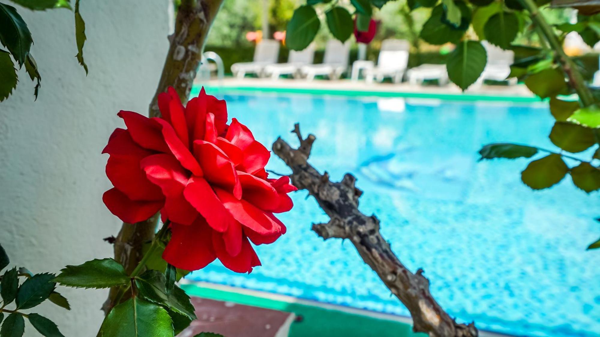 Catty Cats Garden Hotel Сіде Екстер'єр фото